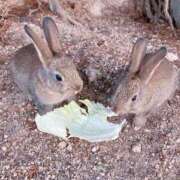 まどか 😭 ママれもん錦糸町店