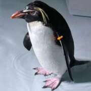 綾瀬さくら ボス？🫡？ 札幌ソフィア