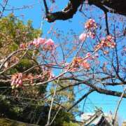 ヒメ日記 2025/02/03 12:03 投稿 まき 池袋で熟女の風俗 マダムいやーん