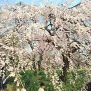 ヒメ日記 2025/03/29 10:14 投稿 まき 池袋で熟女の風俗 マダムいやーん