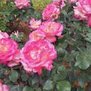 ヒメ日記 2025/05/26 10:44 投稿 まき 池袋で熟女の風俗 マダムいやーん