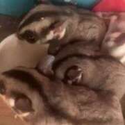 ヒメ日記 2024/12/25 16:22 投稿 さとみ パリス雄琴店