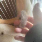 ヒメ日記 2025/05/03 17:42 投稿 さとみ パリス雄琴店