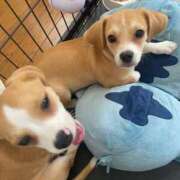 ヒメ日記 2025/10/06 13:12 投稿 さとみ パリス雄琴店