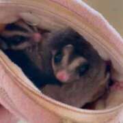 ヒメ日記 2025/10/11 10:42 投稿 さとみ パリス雄琴店