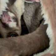 ヒメ日記 2025/11/08 13:52 投稿 さとみ パリス雄琴店