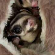 ヒメ日記 2025/11/12 10:42 投稿 さとみ パリス雄琴店