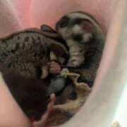 さとみ ꒰ ՞ᴑ̴̶̷̤́ᾥᴑ̴̶̷̤́՞ ꒱ パリス雄琴店