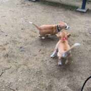 さとみ 元気な🐶 パリス雄琴店