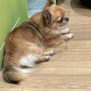 ヒメ日記 2025/09/11 06:30 投稿 ななか・SP やまとなでしこ桜組