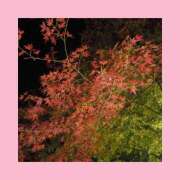 ヒメ日記 2025/11/18 22:13 投稿 まゆ 秘密の出張部屋