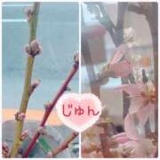 ヒメ日記 2026/03/21 12:34 投稿 じゅん エンジェルシリカ