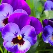 ヒメ日記 2024/12/27 11:57 投稿 ゆきな ハピネス東京