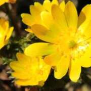 ヒメ日記 2025/01/04 08:35 投稿 ゆきな ハピネス東京