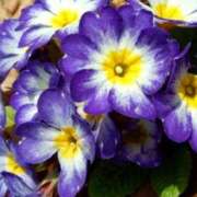 ゆきな 【4月25日】 ハピネス東京