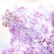 ゆきな 【5月11日🌸】 ハピネス東京