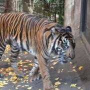 ヒメ日記 2025/12/04 19:01 投稿 早乙女みれい MADAM