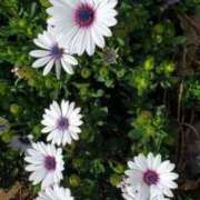 ヒメ日記 2025/04/06 19:53 投稿 みさえ 熟女の風俗最終章 八王子店