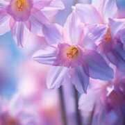 ヒメ日記 2026/03/08 19:23 投稿 みさえ 熟女の風俗最終章 八王子店