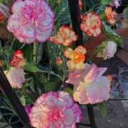 ヒメ日記 2024/12/10 21:33 投稿 みさえ 熟女の風俗最終章 所沢店