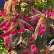 ヒメ日記 2024/12/13 23:38 投稿 みさえ 熟女の風俗最終章 所沢店