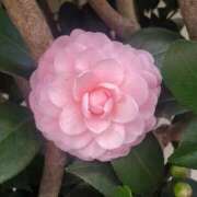 ヒメ日記 2025/01/06 23:43 投稿 みさえ 熟女の風俗最終章 所沢店