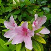 ヒメ日記 2025/04/20 22:13 投稿 みさえ 熟女の風俗最終章 所沢店