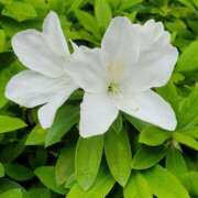 ヒメ日記 2025/04/30 21:03 投稿 みさえ 熟女の風俗最終章 所沢店