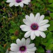 ヒメ日記 2025/05/14 19:53 投稿 みさえ 熟女の風俗最終章 所沢店