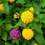 ヒメ日記 2025/07/02 22:53 投稿 みさえ 熟女の風俗最終章 所沢店