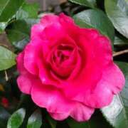 ヒメ日記 2024/12/14 21:53 投稿 みさえ 熟女の風俗最終章 立川店