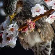 ヒメ日記 2025/03/13 22:03 投稿 みさえ 熟女の風俗最終章 立川店