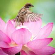 ヒメ日記 2025/03/15 21:53 投稿 みさえ 熟女の風俗最終章 立川店