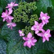 ヒメ日記 2025/05/25 01:13 投稿 みさえ 熟女の風俗最終章 立川店