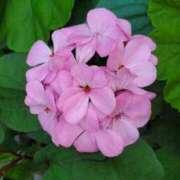 ヒメ日記 2025/06/09 21:13 投稿 みさえ 熟女の風俗最終章 立川店