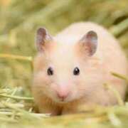 ヒメ日記 2025/05/06 12:24 投稿 ふたば【守ってあげたくなる♡】 LIPS(リップス)