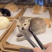 ヒメ日記 2025/11/26 22:50 投稿 ふたば【守ってあげたくなる♡】 LIPS(リップス)