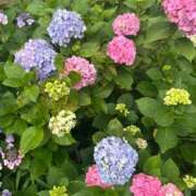 ヒメ日記 2025/06/26 20:30 投稿 るい One More 奥様　西川口店