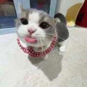 ヒメ日記 2025/07/06 09:03 投稿 あめ アイドルチェッキーナ本店