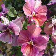 ヒメ日記 2025/03/15 16:24 投稿 なみ 奥様特急　立川店