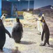 ヒメ日記 2025/02/27 20:02 投稿 みおり Number Five 品川（シンデレラグループ）