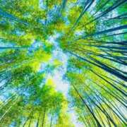 ヒメ日記 2025/04/03 12:30 投稿 みおり Number Five 品川（シンデレラグループ）