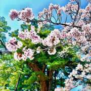 ヒメ日記 2025/04/13 12:04 投稿 みおり Number Five 品川（シンデレラグループ）