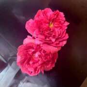 ヒメ日記 2025/06/04 12:00 投稿 みおり Number Five 品川（シンデレラグループ）