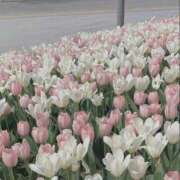 ヒメ日記 2025/06/08 21:28 投稿 きい 新宿11チャンネル