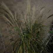 ヒメ日記 2024/12/12 10:44 投稿 ♡チフネ MEGA PALACE(メガパレス）