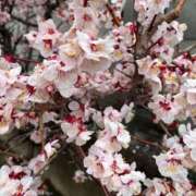 ヒメ日記 2025/03/05 20:44 投稿 ♡チフネ MEGA PALACE(メガパレス）