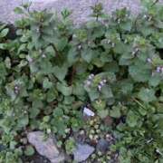 ヒメ日記 2025/03/27 19:53 投稿 ♡チフネ MEGA PALACE(メガパレス）