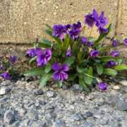 ヒメ日記 2025/04/04 17:05 投稿 ♡チフネ MEGA PALACE(メガパレス）