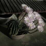 ヒメ日記 2025/05/31 10:23 投稿 ♡チフネ MEGA PALACE(メガパレス）